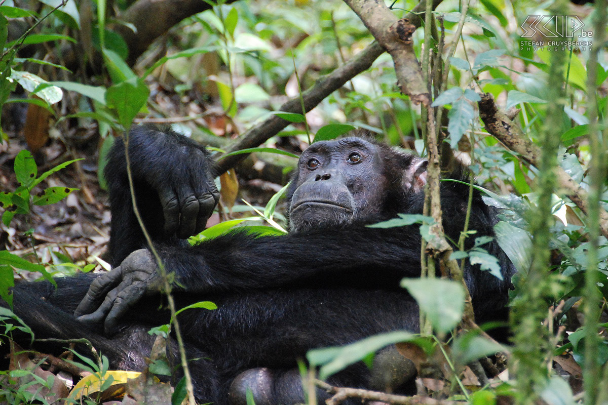 Kibale - Chimpanzee  Stefan Cruysberghs